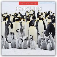 Produktbild: Penguins &ndash; Pinguine 2027 &ndash; 16-Monatskalender