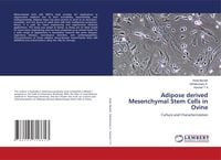 Produktbild: Adipose derived Mesenchymal Stem Cells in Ovine