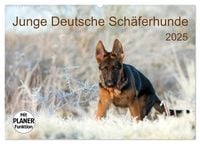 Produktbild: Junge Deutsche Schäferhunde (Wandkalender 2025 DIN A2 quer), CALVENDO Monatskalender