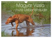 Produktbild: Magyar Vizsla - pure Lebensfreude (Wandkalender 2026 DIN A4 quer), CALVENDO Monatskalender