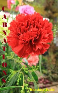 Produktbild: Carnations