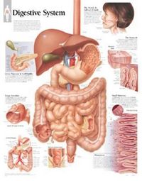 Produktbild: Digestive System Chart