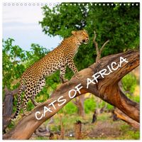 Produktbild: CATS OF AFRICA (Wall Calendar 2027 12 &times; 12 Inch) CALVENDO 12 Month Wall Calendar