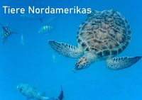 Produktbild: Tiere Nordamerikas