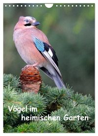 Produktbild: V&ouml;gel im heimischen Garten (Wandkalender 2026 DIN A4 hoch), CALVENDO Monatskalender