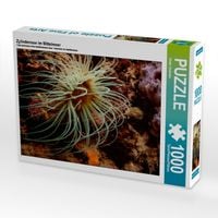 Produktbild: CALVENDO Puzzle Zylinderrose im Mittelmeer | 1000 Teile Lege-Gr&ouml;&szlig;e 64x48cm Foto-Puzzle f&uuml;r gl&uuml;ckliche Stunden