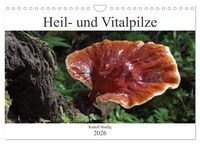 Produktbild: Heil- und Vitalpilze (Wandkalender 2026 DIN A4 quer), CALVENDO Monatskalender