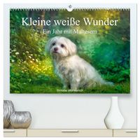 Produktbild: Kleine wei&szlig;e Wunder - ein Jahr mit Maltesern (hochwertiger Premium Wandkalender 2027 DIN A2 quer), Kunstdruck in Hochglanz