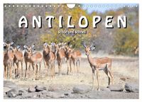 Produktbild: Antilopen, sch&ouml;n und schnell (Wandkalender 2026 DIN A4 quer), CALVENDO Monatskalender