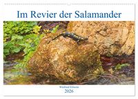 Produktbild: Im Revier der Salamander (Wandkalender 2026 DIN A2 quer), CALVENDO Monatskalender