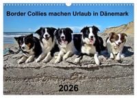 Produktbild: Border Collies machen Urlaub in D&auml;nemark (Wandkalender 2026 DIN A3 quer), CALVENDO Monatskalender
