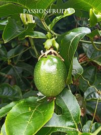 Produktbild: Passionfruits