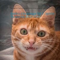 Produktbild: Matthi's Alltagssorgen Teil 2 - Sprichst Du auch mit deiner Katze?