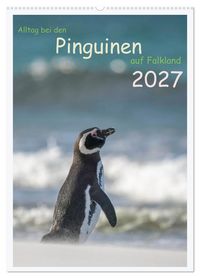 Produktbild: Alltag bei den Pinguinen auf Falkland (Wandkalender 2027 DIN A2 hoch), CALVENDO Monatskalender