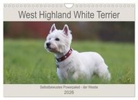 Produktbild: West Highland White Terrier - Selbstbewustes Powerpaket - der Westie (Wandkalender 2026 DIN A4 quer), CALVENDO Monatskalender