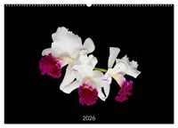Produktbild: Leuchtende Cattleyen (Wandkalender 2026 DIN A2 quer), CALVENDO Monatskalender