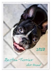 Produktbild: Boston Terrier der Hund 2027 (Wandkalender 2027 DIN A3 hoch), CALVENDO Monatskalender