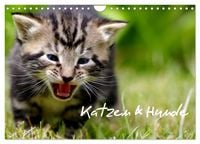 Produktbild: Katzen & Hunde (Wandkalender 2026 DIN A4 quer), CALVENDO Monatskalender