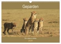 Produktbild: Geparden - Ein Leben in Afrika (Wandkalender 2026 DIN A3 quer), CALVENDO Monatskalender