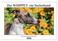 Produktbild: Der Whippet - ein Seelenhund (Wandkalender 2026 DIN A3 quer), CALVENDO Monatskalender