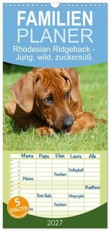 Produktbild: Familienplaner 2027 - Rhodesian Ridgeback - Jung, wild, zuckers&uuml;&szlig; mit 5 Spalten (Wandkalender, 21 x 45 cm) CALVENDO