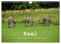 Produktbild: Esel - liebenswerte Langohren (Wandkalender 2026 DIN A4 quer), CALVENDO Monatskalender