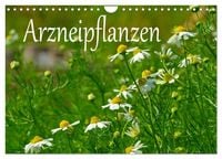 Produktbild: Arzneipflanzen (Wandkalender 2026 DIN A4 quer), CALVENDO Monatskalender
