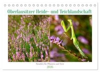 Produktbild: Oberlausitzer Heide- und Teichlandschaft (Tischkalender 2026 DIN A5 quer), CALVENDO Monatskalender