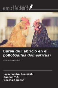 Produktbild: Bursa de Fabricio en el pollo(Gallus domesticus)