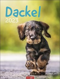 Bild vom Artikel Dackel. Jahres-Wandkalender 2023 mit Platz für Notizen und Termine. Foto-Kalender für Hundefans und Dackelliebhaber. Bildkalender 2023 im Hochformat vom Autor 