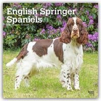 Produktbild: English Springer Spaniels 2027 &ndash; 16-Monatskalender