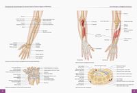 Die Anatomie der Sportverletzungen