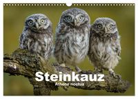 Produktbild: Steink&auml;uze (Athene noctua) (Wandkalender 2026 DIN A3 quer), CALVENDO Monatskalender