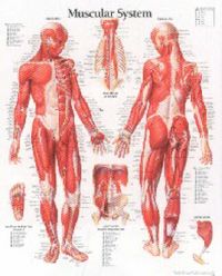 Produktbild: Muscular System Male Chart