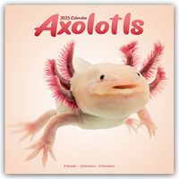 Produktbild: Axolotls &ndash; Mexikanischer Schwanzlurch 2025 &ndash; 16-Monatskalender