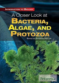 Produktbild: Closer Look At Bacteria Algae