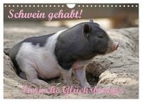 Produktbild: Schwein gehabt! (Wandkalender 2027 DIN A4 quer), CALVENDO Monatskalender