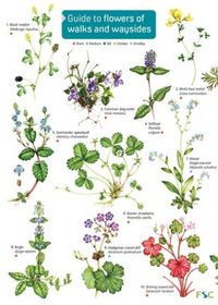 Produktbild: Guide to flowers of walks and waysides