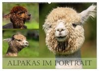 Produktbild: Alpakas im Portrait (Wandkalender 2026 DIN A2 quer), CALVENDO Monatskalender
