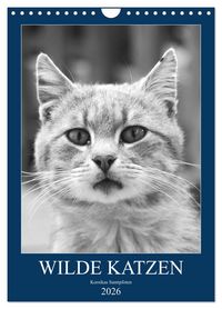 Produktbild: Wilde Katzen - Korsikas Samtpfoten (Wandkalender 2026 DIN A4 hoch), CALVENDO Monatskalender