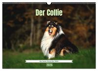 Produktbild: Der Collie der beste Hund der Welt (Wandkalender 2026 DIN A3 quer), CALVENDO Monatskalender
