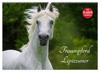 Produktbild: Traumpferd Lipizzaner (Wandkalender 2026 DIN A2 quer), CALVENDO Monatskalender