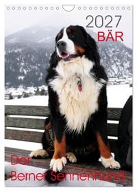 Produktbild: B&Auml;R - Der Berner Sennenhund (Wandkalender 2027 DIN A4 hoch), CALVENDO Monatskalender
