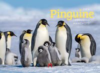 Bild vom Artikel Pinguine Kalender 2024 vom Autor Ackermann Kunstverlag