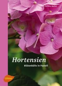 Produktbild: Hortensien