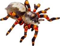Produktbild: Spinne - Nature Zoom Wild
