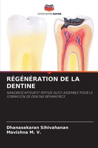 Produktbild: R&eacute;g&eacute;n&eacute;ration De La Dentine