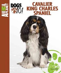 Produktbild: Cavalier King Charles Spaniel