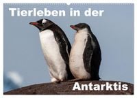Produktbild: Tierleben in der Antarktis (Wandkalender 2026 DIN A2 quer), CALVENDO Monatskalender