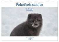 Produktbild: Polarfuchsstudien Wildlife (Wandkalender 2027 DIN A3 quer), CALVENDO Monatskalender